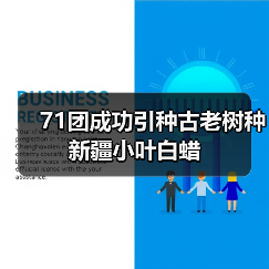 71团成功引种古老树种新疆小叶白蜡（图4）