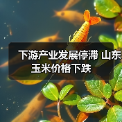 下游产业发展停滞 山东玉米价格下跌（图3）