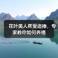 花叶美人蕉受追捧,专家教你如何养殖(图1) 花叶美人蕉受追捧,专家教你如何养殖(图1)