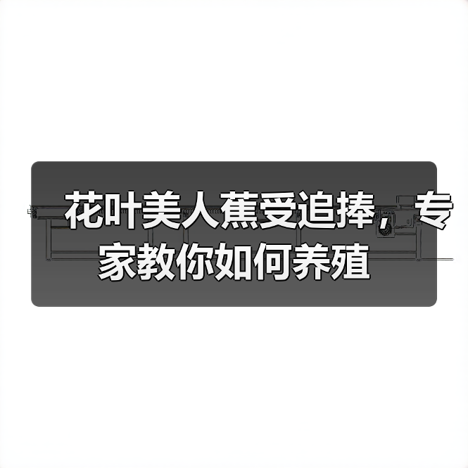 花叶美人蕉受追捧,专家教你如何养殖 花叶美人蕉受追捧,专家教你如何养殖