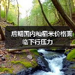 后期国内籼稻米价格面临下行压力（图1）