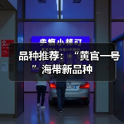 品种推荐：“黄官一号”海带新品种（图1）