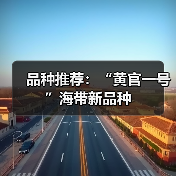 品种推荐：“黄官一号”海带新品种（图2）