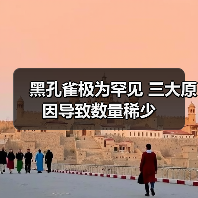 黑孔雀极为罕见 三大原因导致数量稀少 黑孔雀极为罕见 三大原因导致数量稀少
