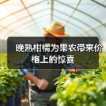 晚熟柑橘为果农带来价格上的惊喜(图2) 晚熟柑橘为果农带来价格上的惊喜(图2)