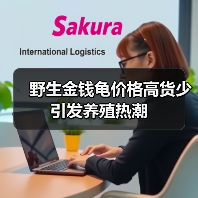 野生金钱龟价格高货少 引发养殖热潮（图1）