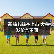 新蒜老蒜齐上市 大蒜批发价各不同(图1) 新蒜老蒜齐上市 大蒜批发价各不同(图1)