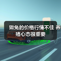 獭兔的价格行情不佳 养殖心态很重要(图3) 獭兔的价格行情不佳 养殖心态很重要(图3)
