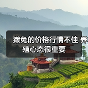 獭兔的价格行情不佳 养殖心态很重要 獭兔的价格行情不佳 养殖心态很重要