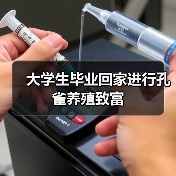 大学生毕业回家进行孔雀养殖致富(图1) 大学生毕业回家进行孔雀养殖致富(图1)