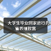 大学生毕业回家进行孔雀养殖致富(图2) 大学生毕业回家进行孔雀养殖致富(图2)