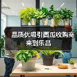 品质优吸引西瓜收购商来到乐昌（图1）
