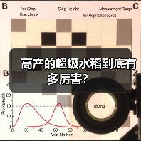 高产的超级水稻到底有多厉害?(图4) 高产的超级水稻到底有多厉害?(图4)