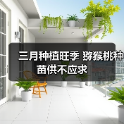 三月种植旺季 猕猴桃种苗供不应求 三月种植旺季 猕猴桃种苗供不应求
