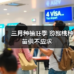 三月种植旺季 猕猴桃种苗供不应求(图1) 三月种植旺季 猕猴桃种苗供不应求(图1)