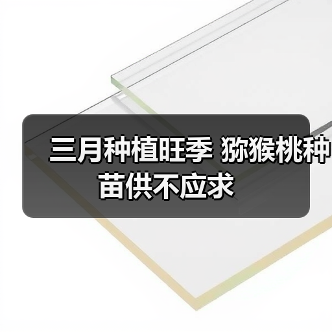 三月种植旺季 猕猴桃种苗供不应求(图4) 三月种植旺季 猕猴桃种苗供不应求(图4)