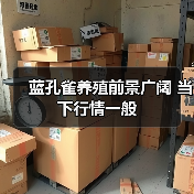 蓝孔雀养殖前景广阔 当下行情一般(图1) 蓝孔雀养殖前景广阔 当下行情一般(图1)
