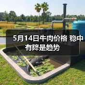 5月14日牛肉价格 稳中有降是趋势(图3) 5月14日牛肉价格 稳中有降是趋势(图3)