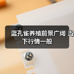 蓝孔雀养殖前景广阔 当下行情一般(图4) 蓝孔雀养殖前景广阔 当下行情一般(图4)