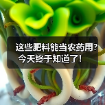 这些肥料能当农药用?今天终于知道了!(图1) 这些肥料能当农药用?今天终于知道了!(图1)