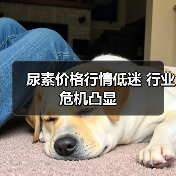 尿素价格行情低迷 行业危机凸显(图4) 尿素价格行情低迷 行业危机凸显(图4)