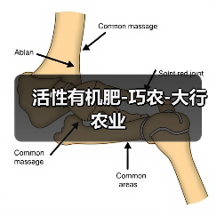 活性有机肥-巧农-大行农业(图4) 活性有机肥-巧农-大行农业(图4)