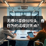 无绿叶却傲俏枝头，春日为何成观赏焦点？（图3）