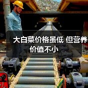 大白菜价格虽低 但营养价值不小（图4）