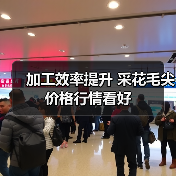 加工效率提升 采花毛尖价格行情看好（图4）