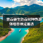 雾霾催生防霾树种热潮侧柏香樟成首选(图4) 雾霾催生防霾树种热潮侧柏香樟成首选(图4)