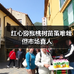 红心猕猴桃树苗虽难栽 但市场喜人 红心猕猴桃树苗虽难栽 但市场喜人