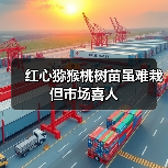 红心猕猴桃树苗虽难栽 但市场喜人（图2）