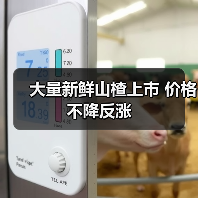 大量新鲜山楂上市 价格不降反涨(图2) 大量新鲜山楂上市 价格不降反涨(图2)