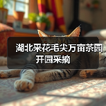 湖北采花毛尖万亩茶园开园采摘(图2) 湖北采花毛尖万亩茶园开园采摘(图2)