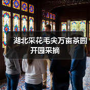 湖北采花毛尖万亩茶园开园采摘 湖北采花毛尖万亩茶园开园采摘