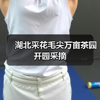 湖北采花毛尖万亩茶园开园采摘(图4) 湖北采花毛尖万亩茶园开园采摘(图4)