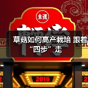 草菇如何高产栽培 跟着“四步”走(图4) 草菇如何高产栽培 跟着“四步”走(图4)
